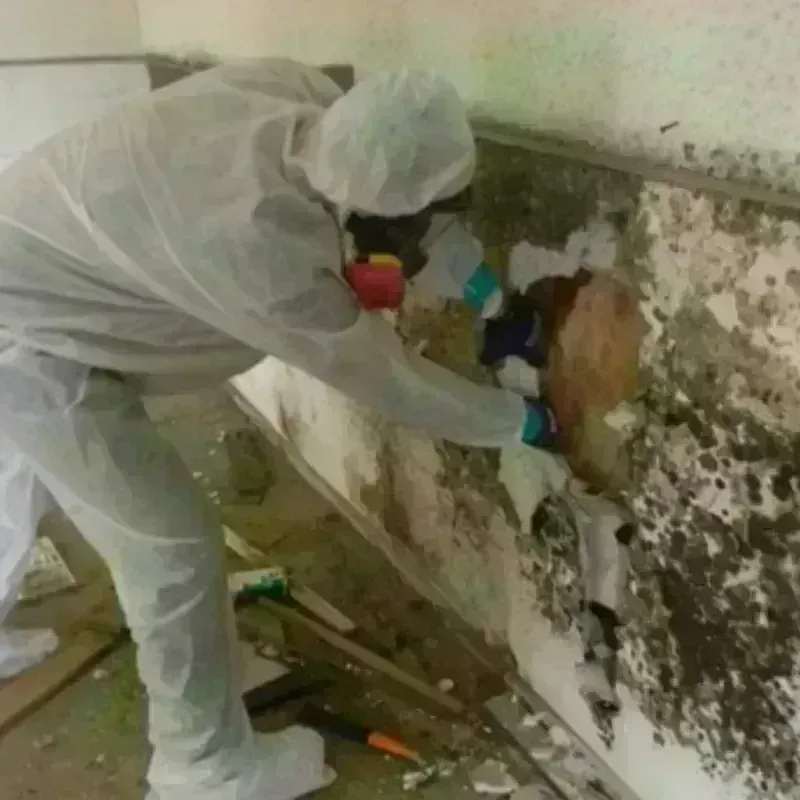 Mold Remediation and Removal in Seth Ward, TX